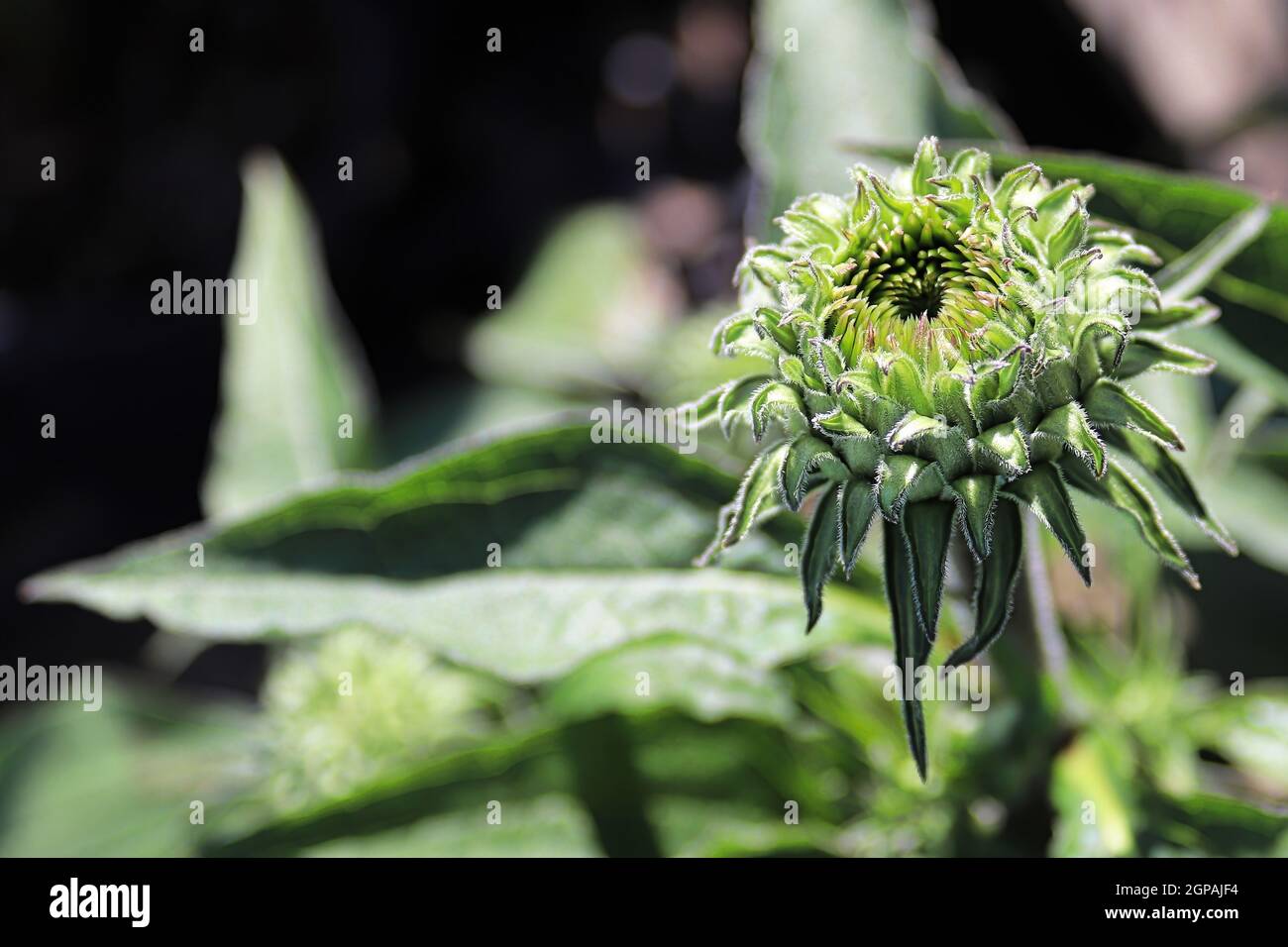 Macro of closed coneflower buds forming in the garden Stock Photo Alamy
