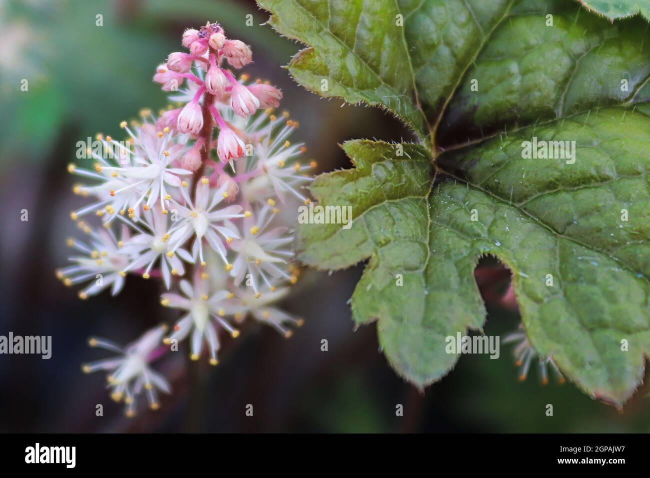 Delicate foam flower blooms inbetween plant leaves. Stock Photo