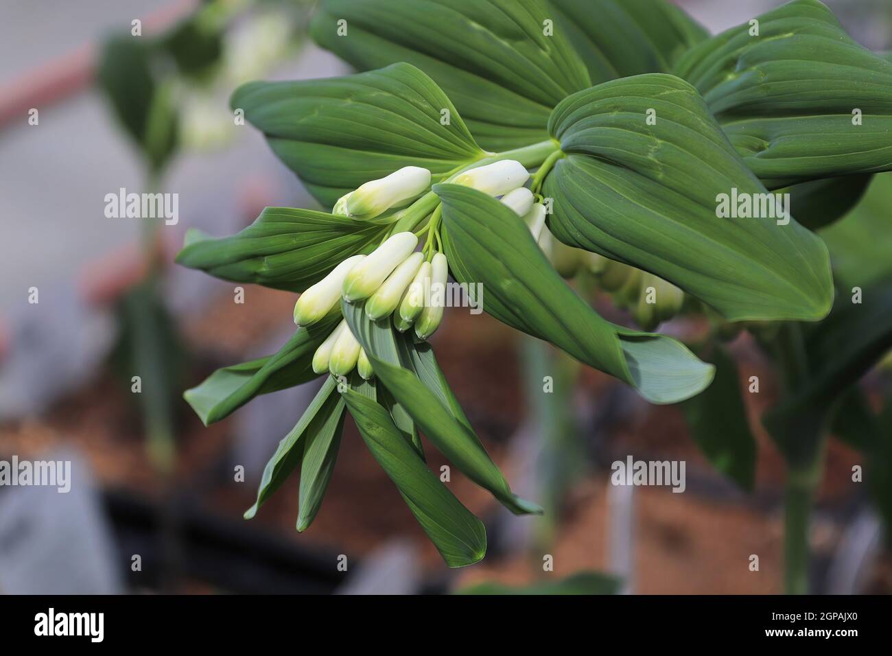 Top view of solomons seal flower buds. Stock Photo