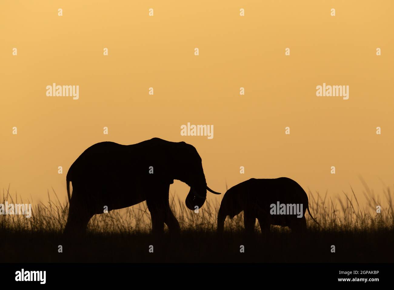 African bush elephant and calf at dusk Stock Photo - Alamy