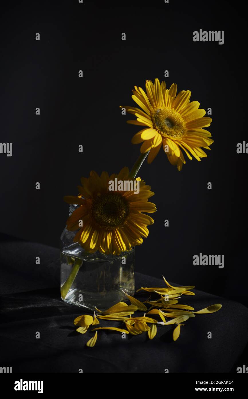 Gerbera flowers still life photography Stock Photo