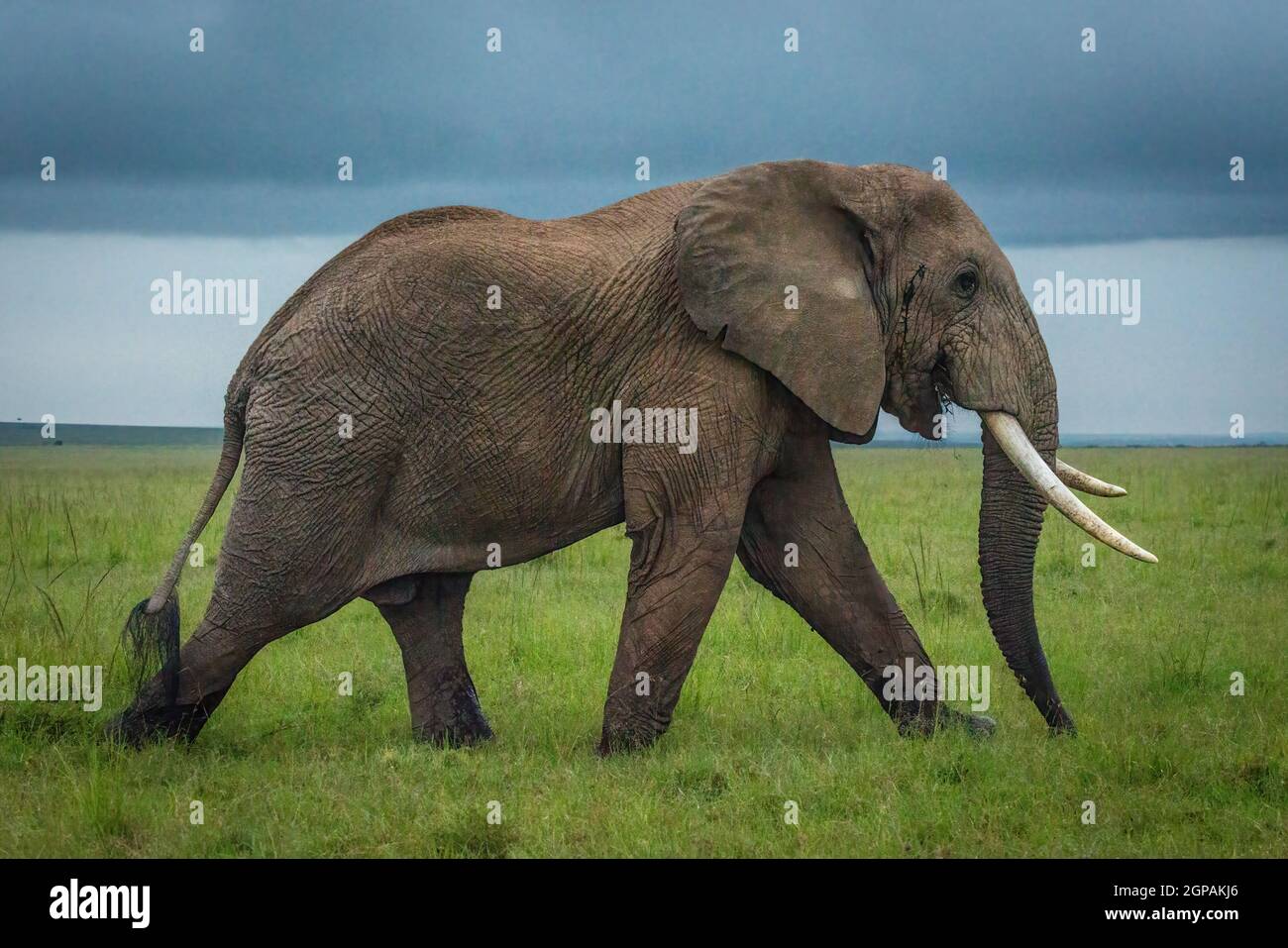 African bush elephant walks on grassy plain Stock Photo - Alamy