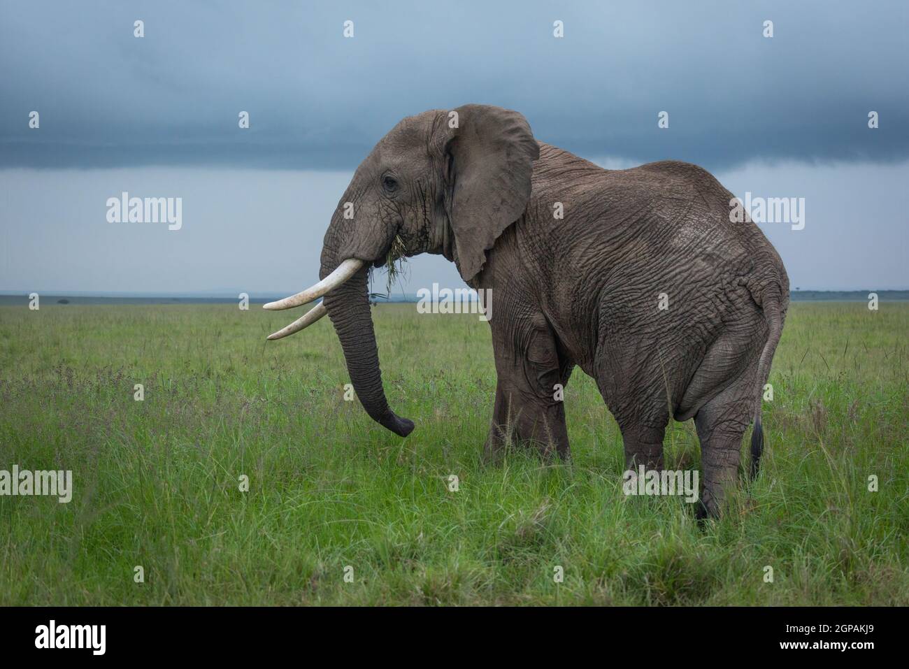 African bush elephant stands feeding in savannah Stock Photo - Alamy