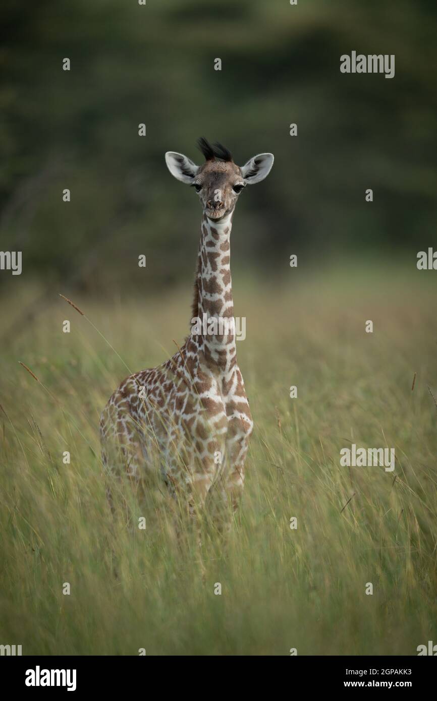 Baby Masai giraffe stands in tall grass Stock Photo - Alamy