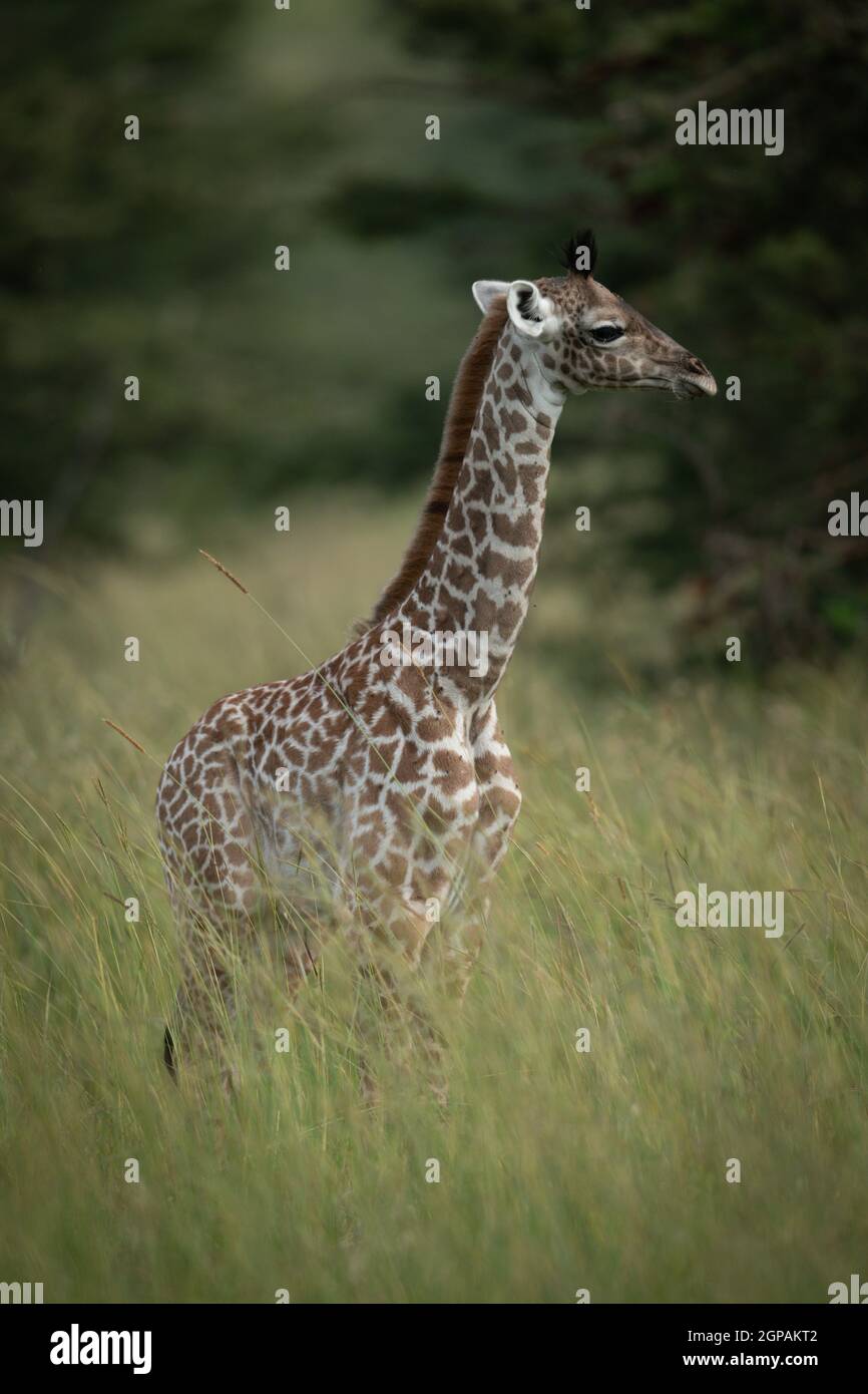 Baby Masai Giraffe Stands In Long Grass Stock Photo Alamy baby-masai-giraffe-stands-in-long-grass-stock-photo-alamy