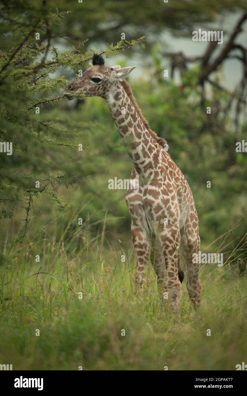 Baby Masai giraffe stands eating thornbush leaves Stock Photo