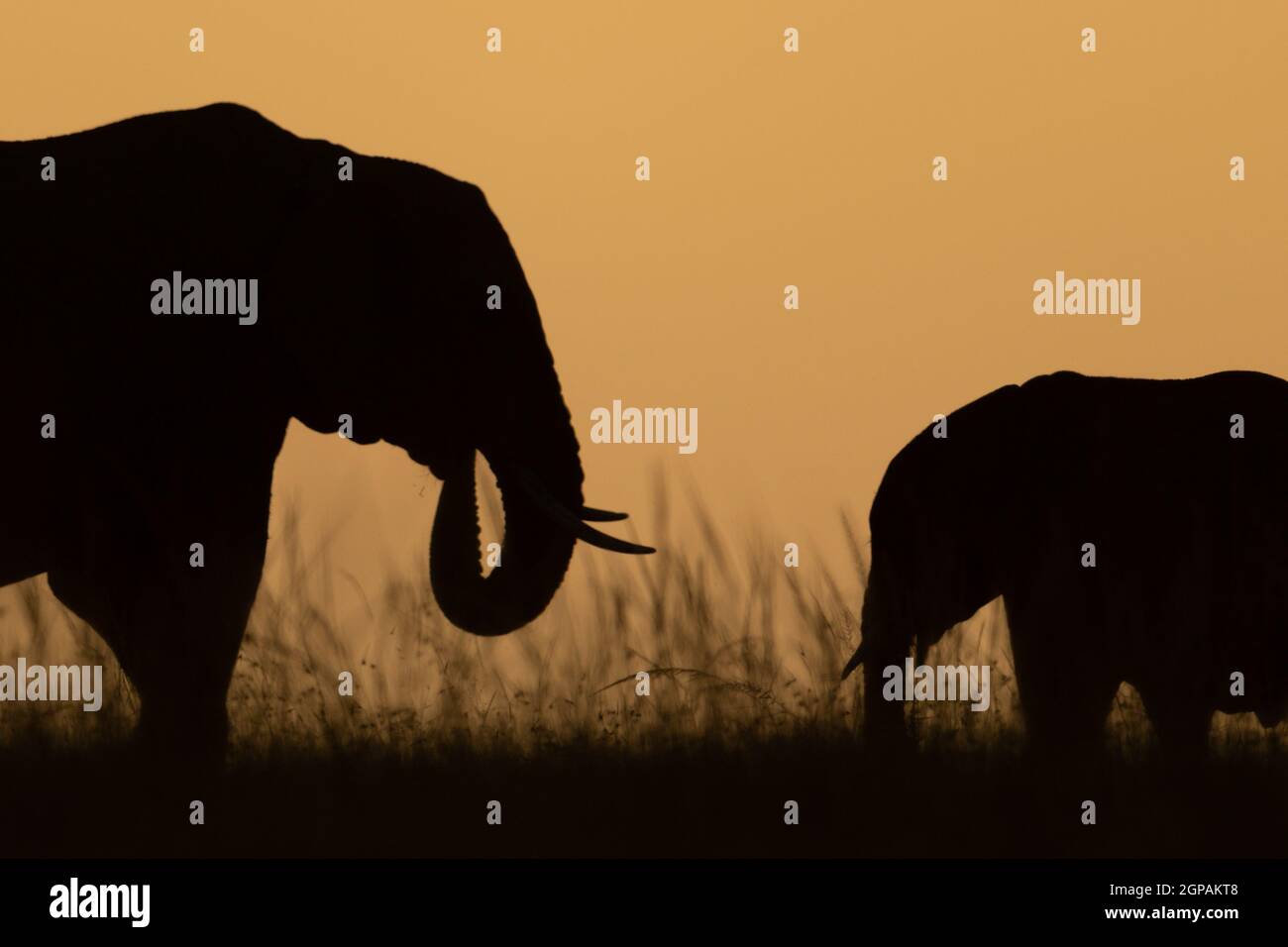 Close-up of African bush elephant and calf Stock Photo - Alamy