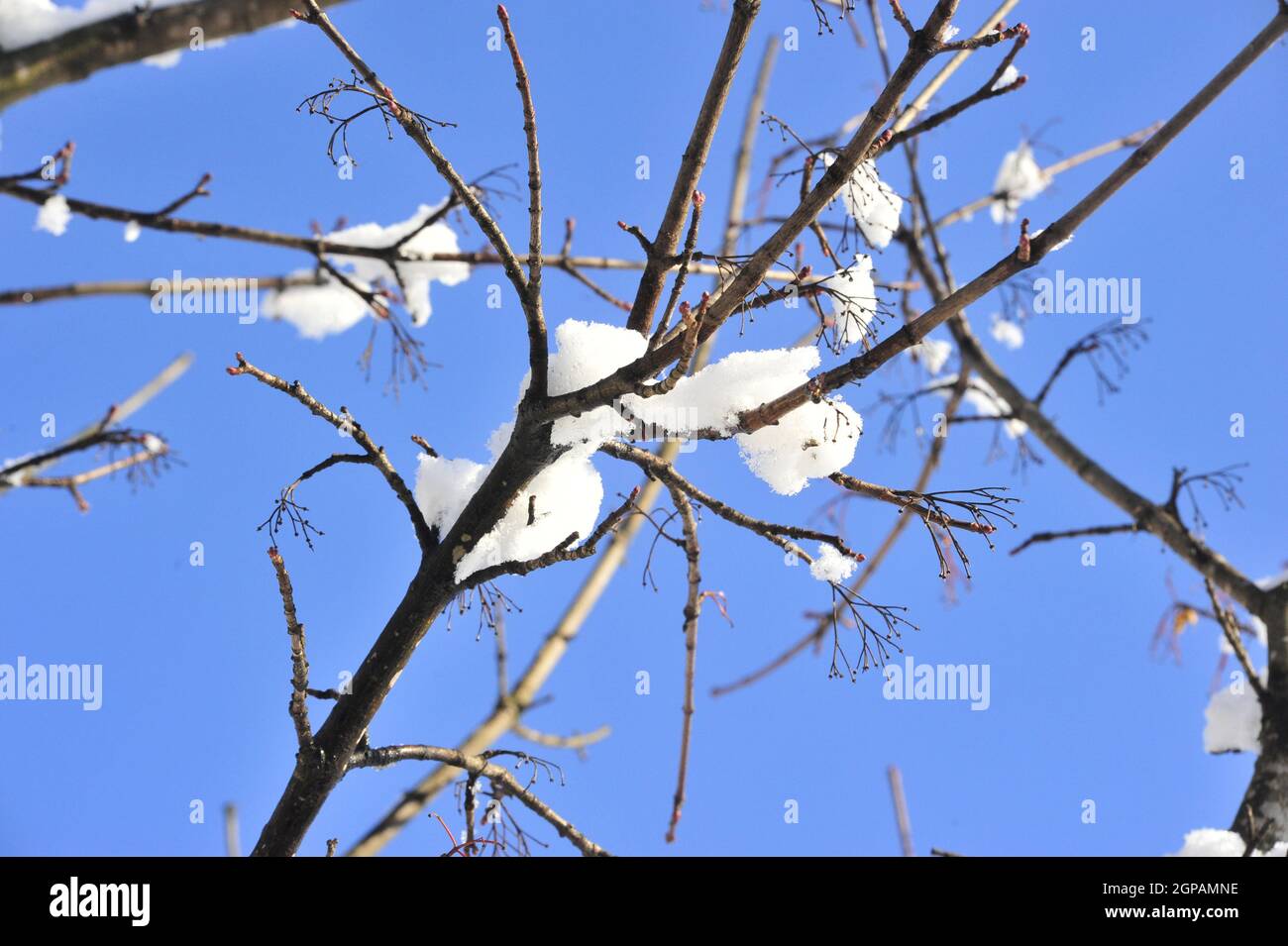 snow melt and the end of winter, beginning of spring Stock Photo Alamy