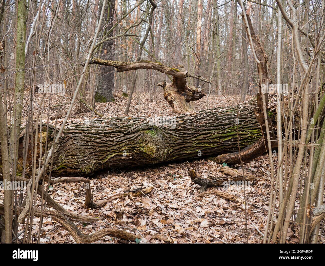 Fallen tree in the forest Stock Photo - Alamy