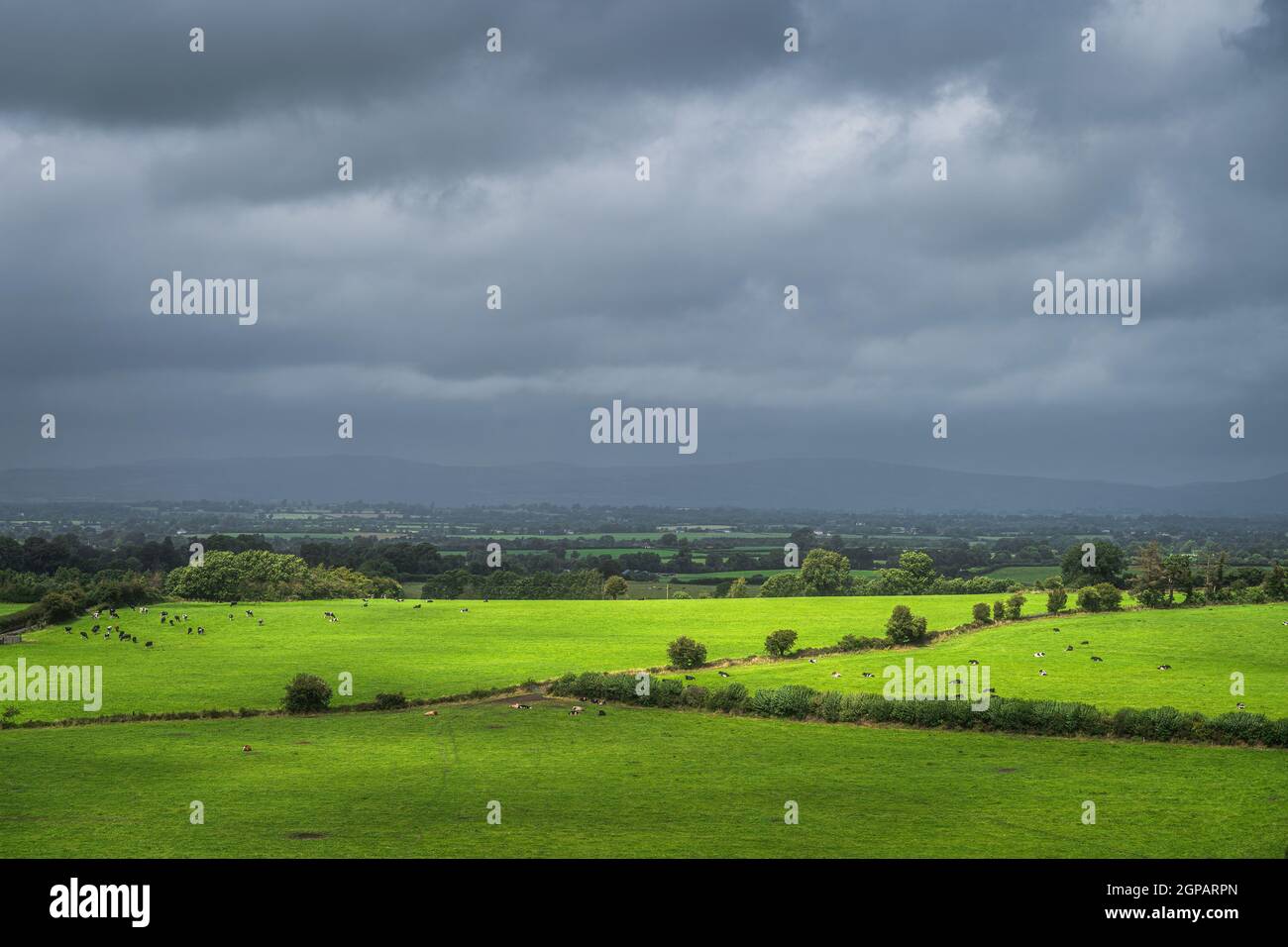 Herd of cattle grazing and resting on fresh green field or pasture illuminated by sunlight with dark, moody sky in background, Tipperary, Ireland Stock Photo