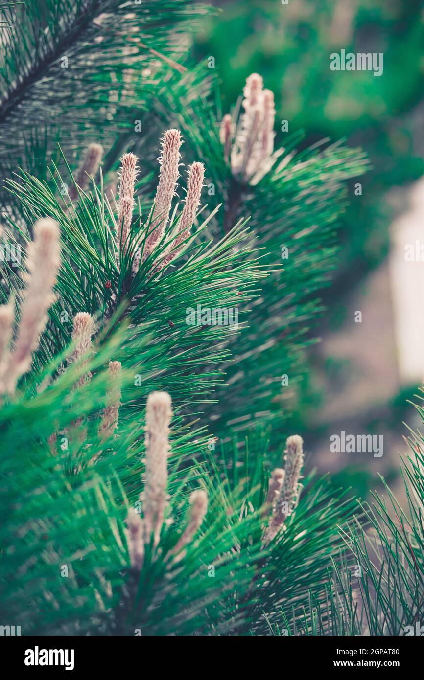 Selective focus shot of pine tree with cones in the garden Stock Photo ...