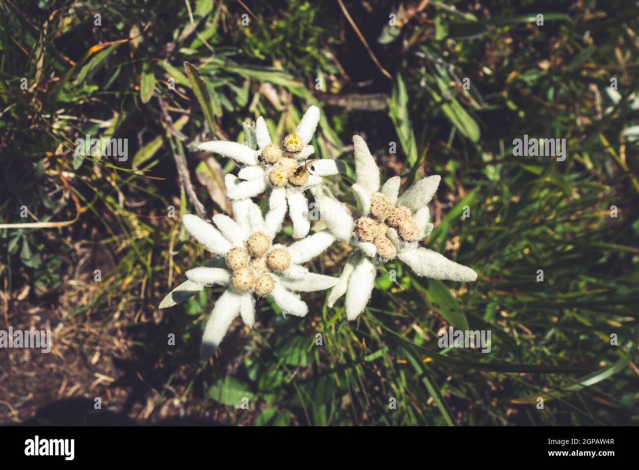 Edelweiss Flowers Close Up View In Vanoise National Park France Stock edelweiss-flowers-close-up-view-in-vanoise-national-park-france-stock