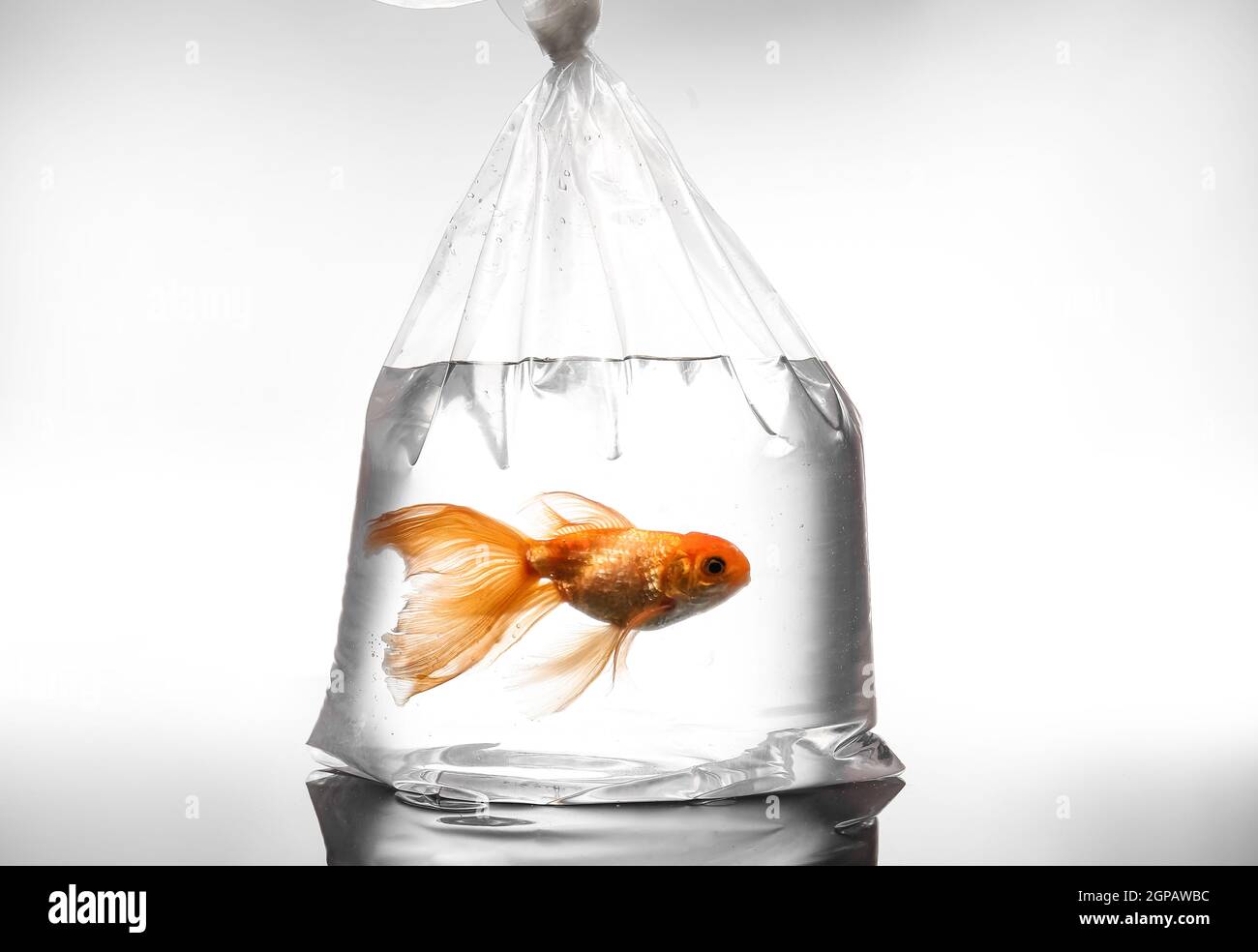 Beautiful gold fish in plastic bag on light background Stock Photo - Alamy