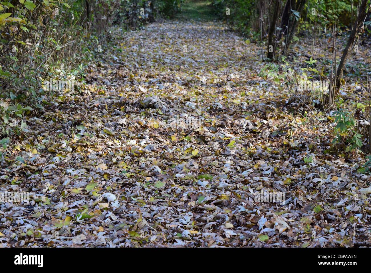 The leaves are yellow on the ground. Autumn leaf fall Stock Photo - Alamy