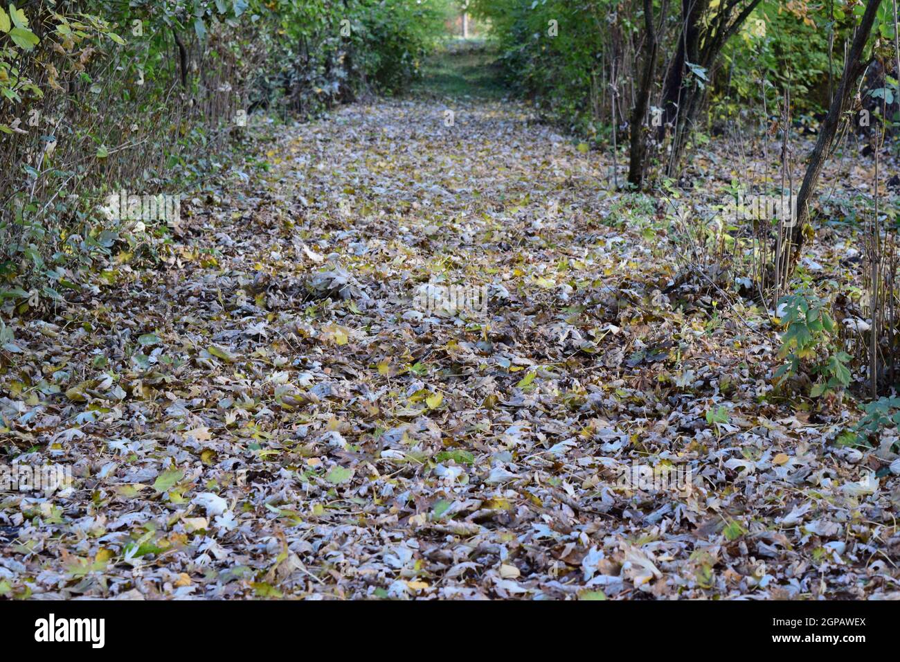 The leaves are yellow on the ground. Autumn leaf fall Stock Photo - Alamy