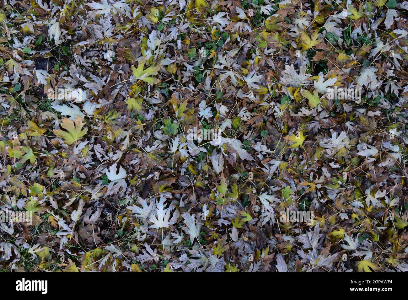 The leaves are yellow on the ground. Autumn leaf fall Stock Photo - Alamy