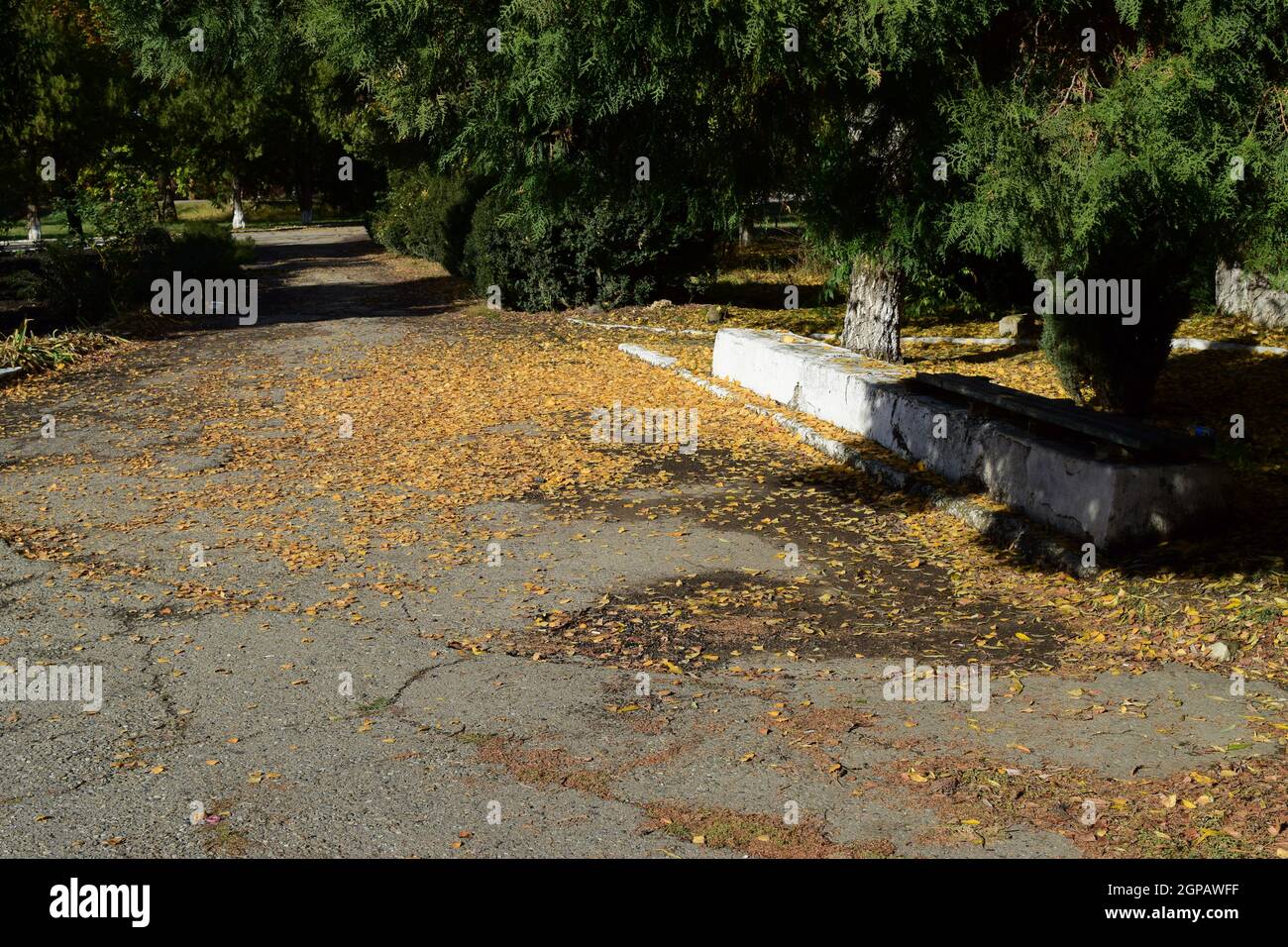 The leaves are yellow on the ground. Autumn leaf fall Stock Photo - Alamy