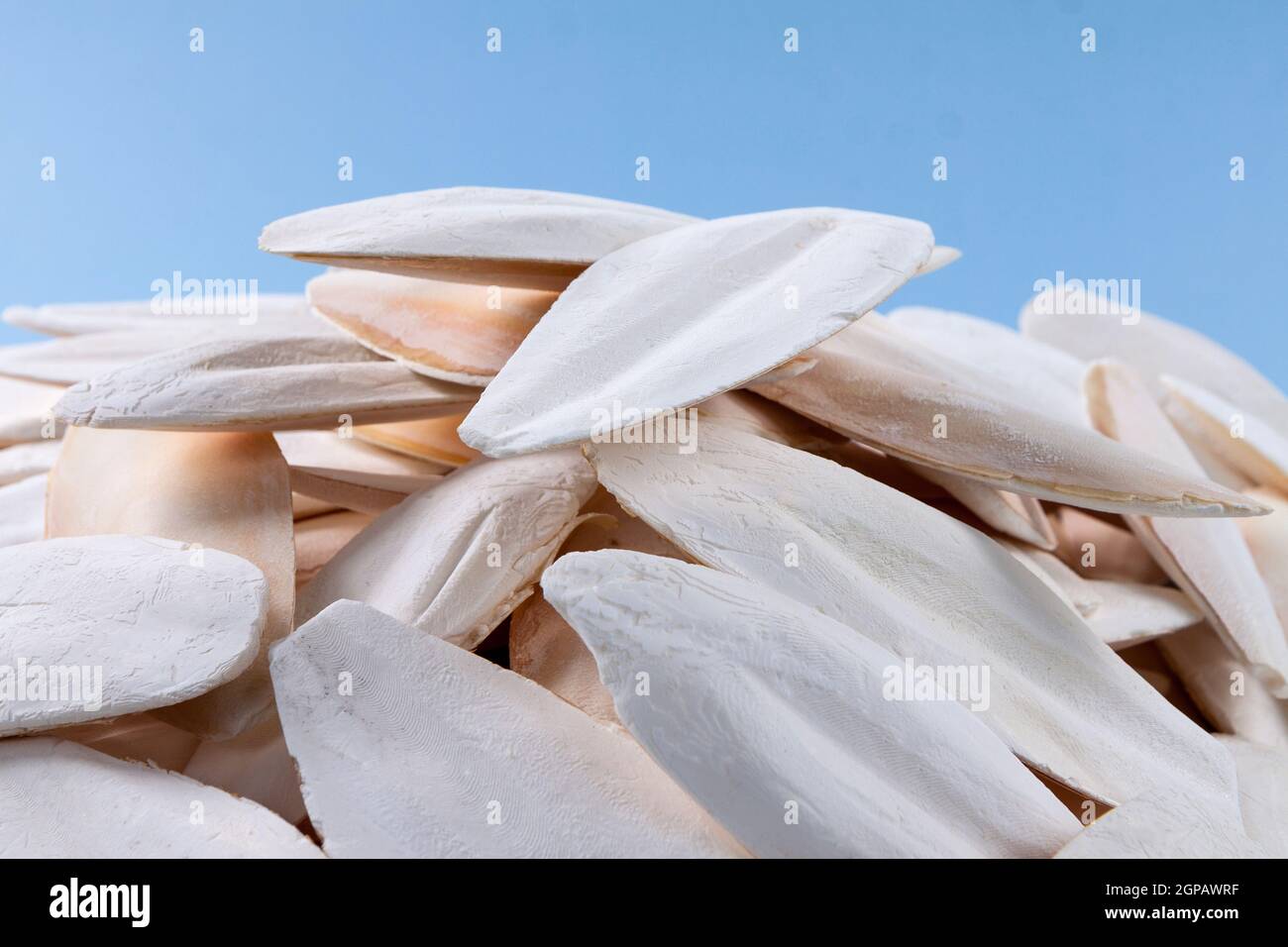 The internal shell or bone of dead cuttlefish. Cuttlefish bone on studio background. High quality photo Stock Photo