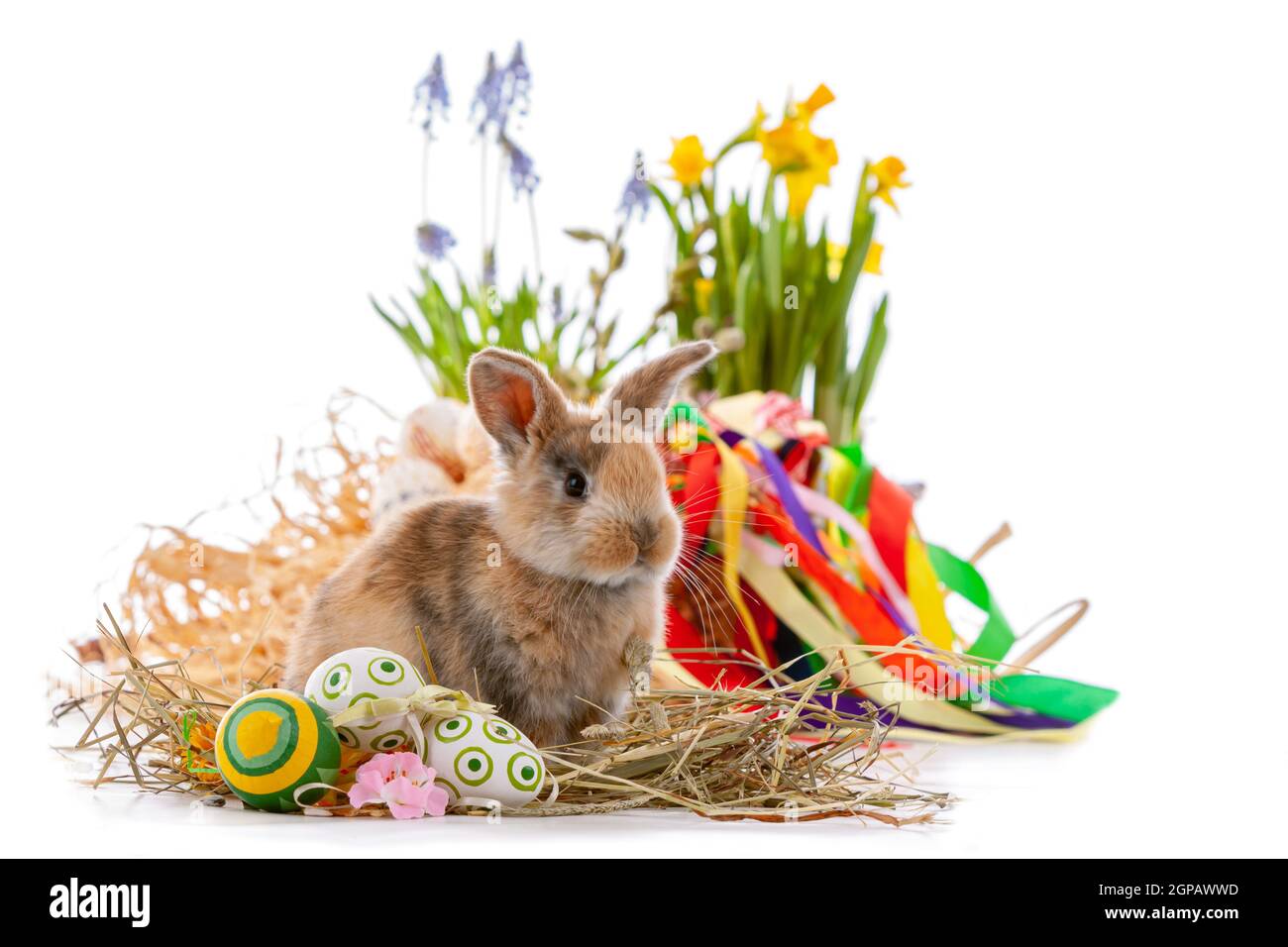Cute dwarf rabbit with Easter motif on - white background. Stock Photo