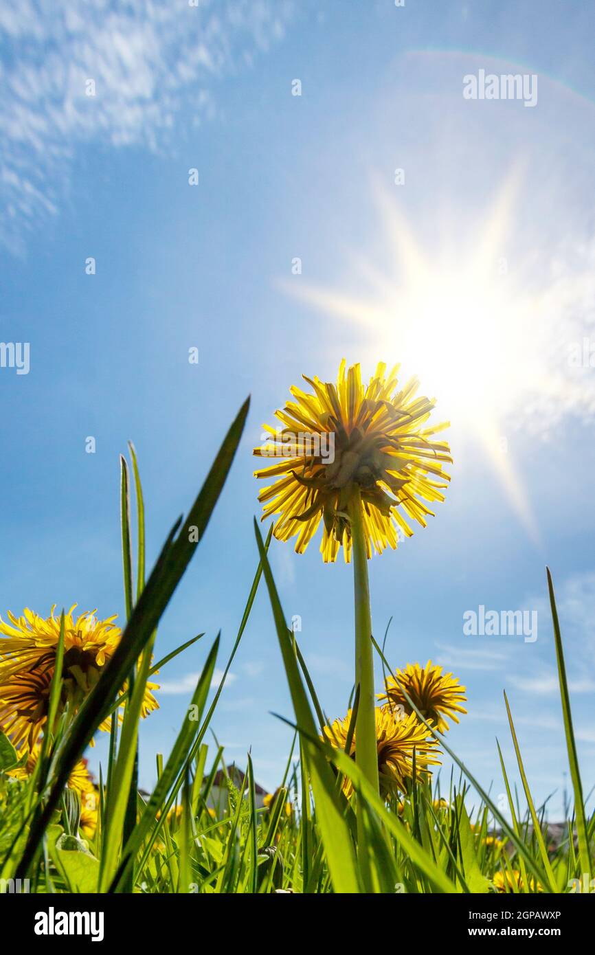 Dandelions in the sun hi-res stock photography and images - Alamy