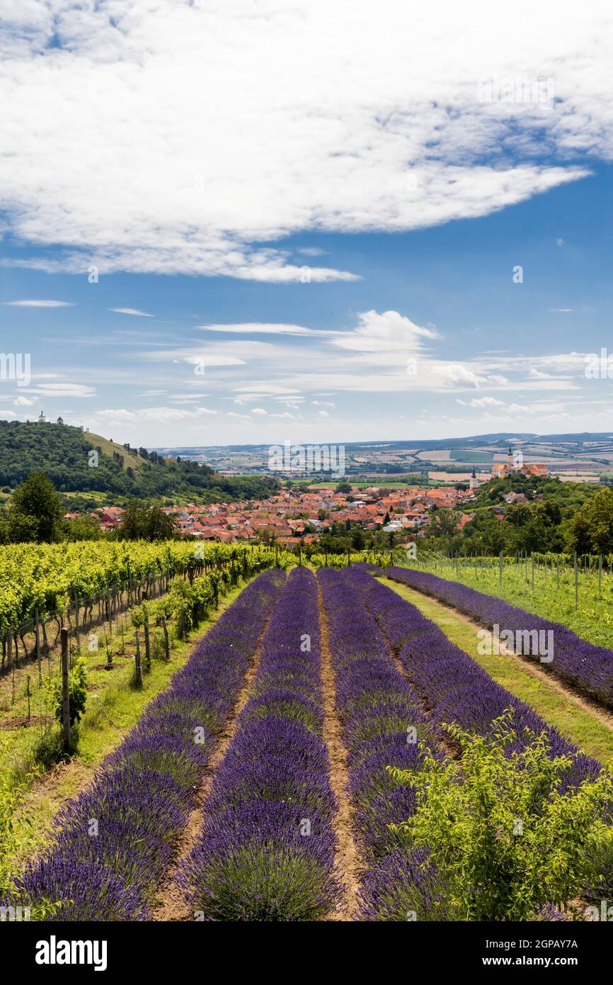 South Moravian town of Mikulov with the lavender field in Czech Republic Stock Photo