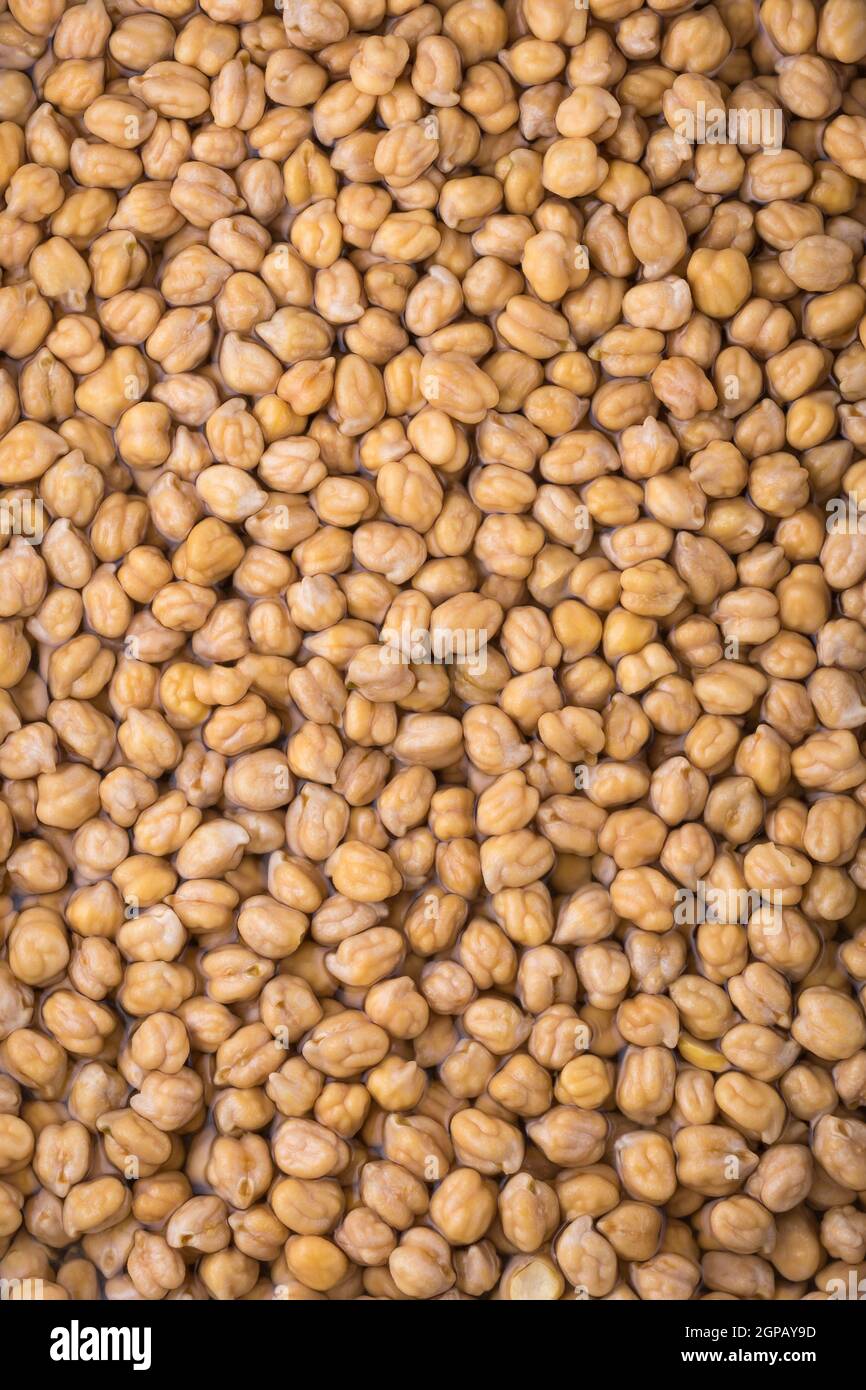 dried chickpeas or grams soaked in water, also known as garbanzo beans or egyptian pea, long soaking beans overnight before cooking, closeup Stock Photo