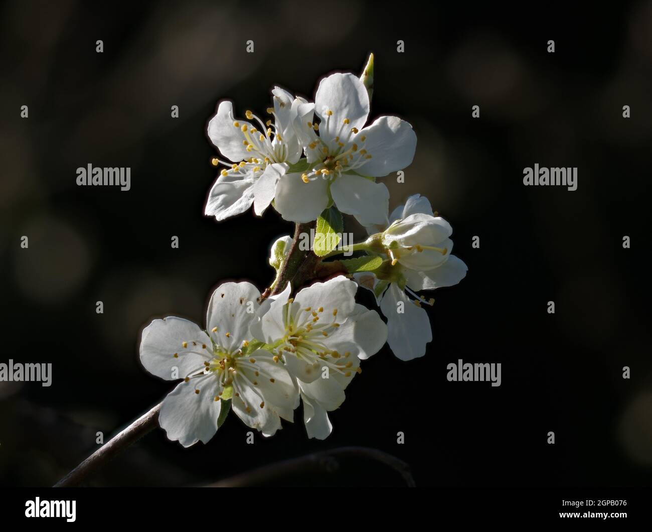 White Victoria Plum blossom against dark background. Stock Photo