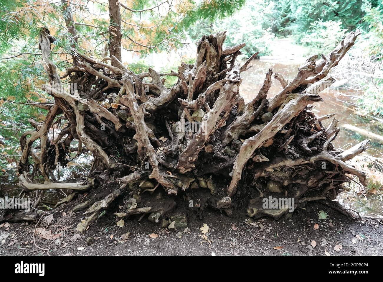 a dead tree flipped over showing bottom roots Stock Photo - Alamy