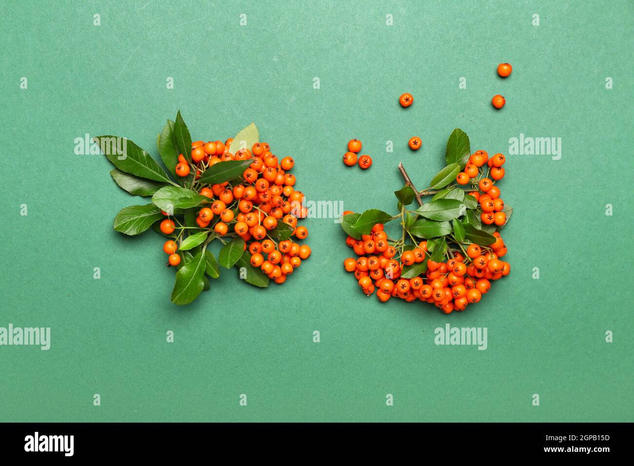 Rowan bunches on branch hi-res stock photography and images - Alamy