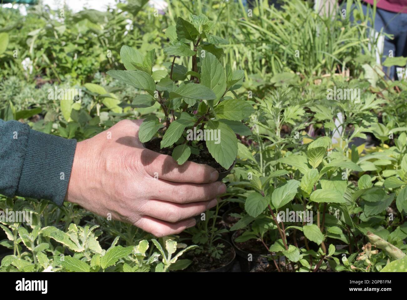 Green Plants And Herbs In A Nursery With Hand Of The Gardener Species Diversity In Flora Stock Photo Alamy