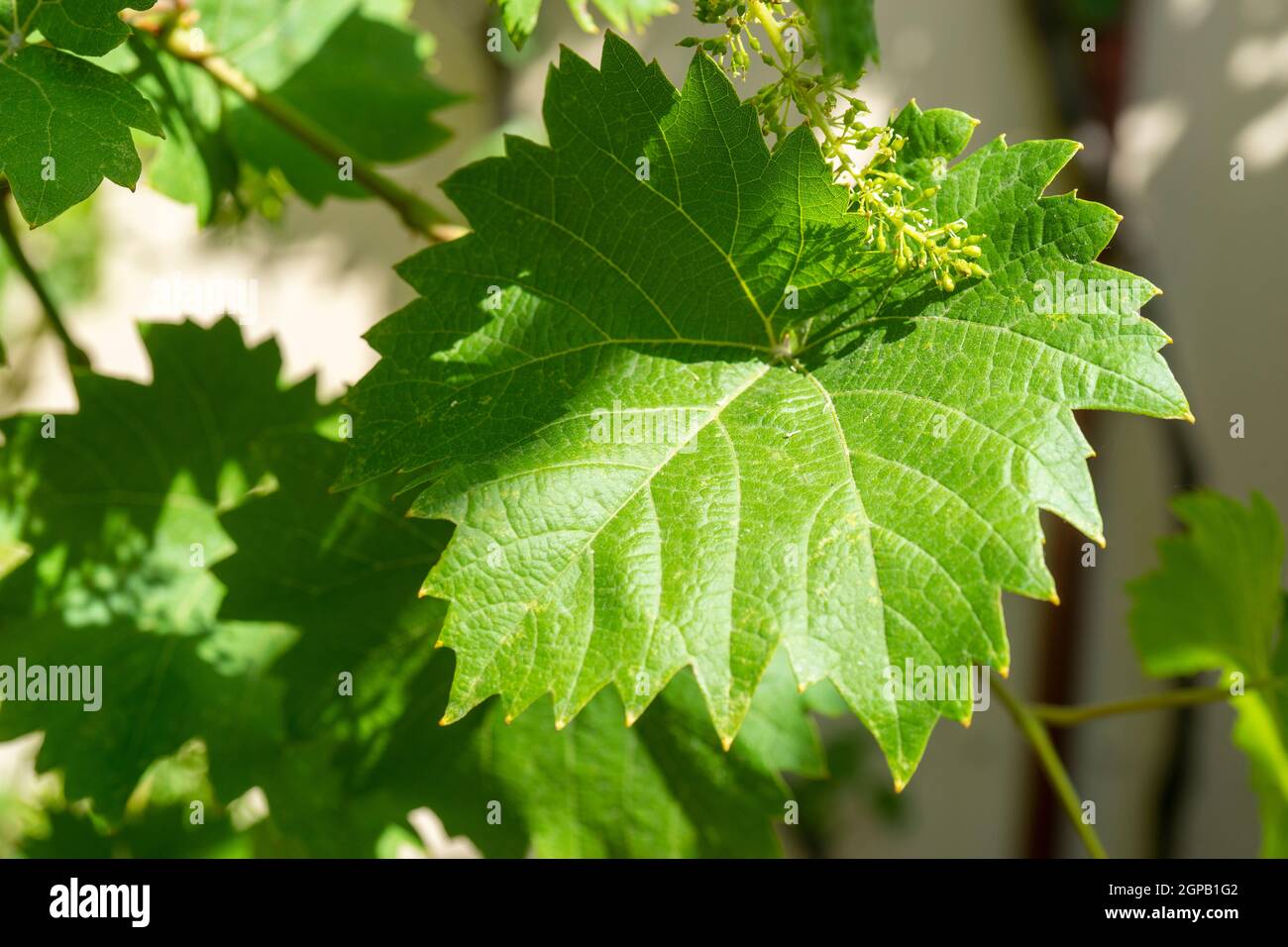 Natural green background with grape leaves Stock Photo - Alamy
