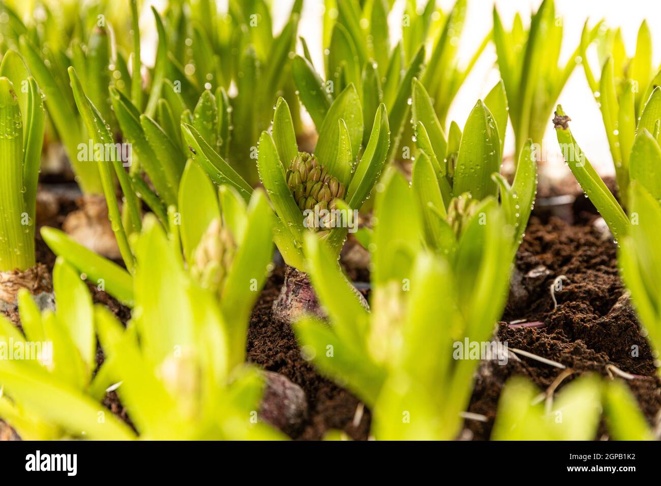 Photo of hyacinth flower bulbs in sunlight with water drops Stock Photo