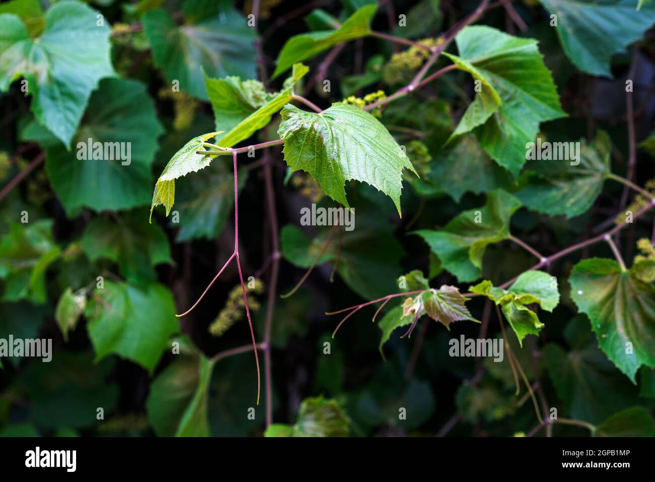 Natural green background with grape leaves Stock Photo - Alamy