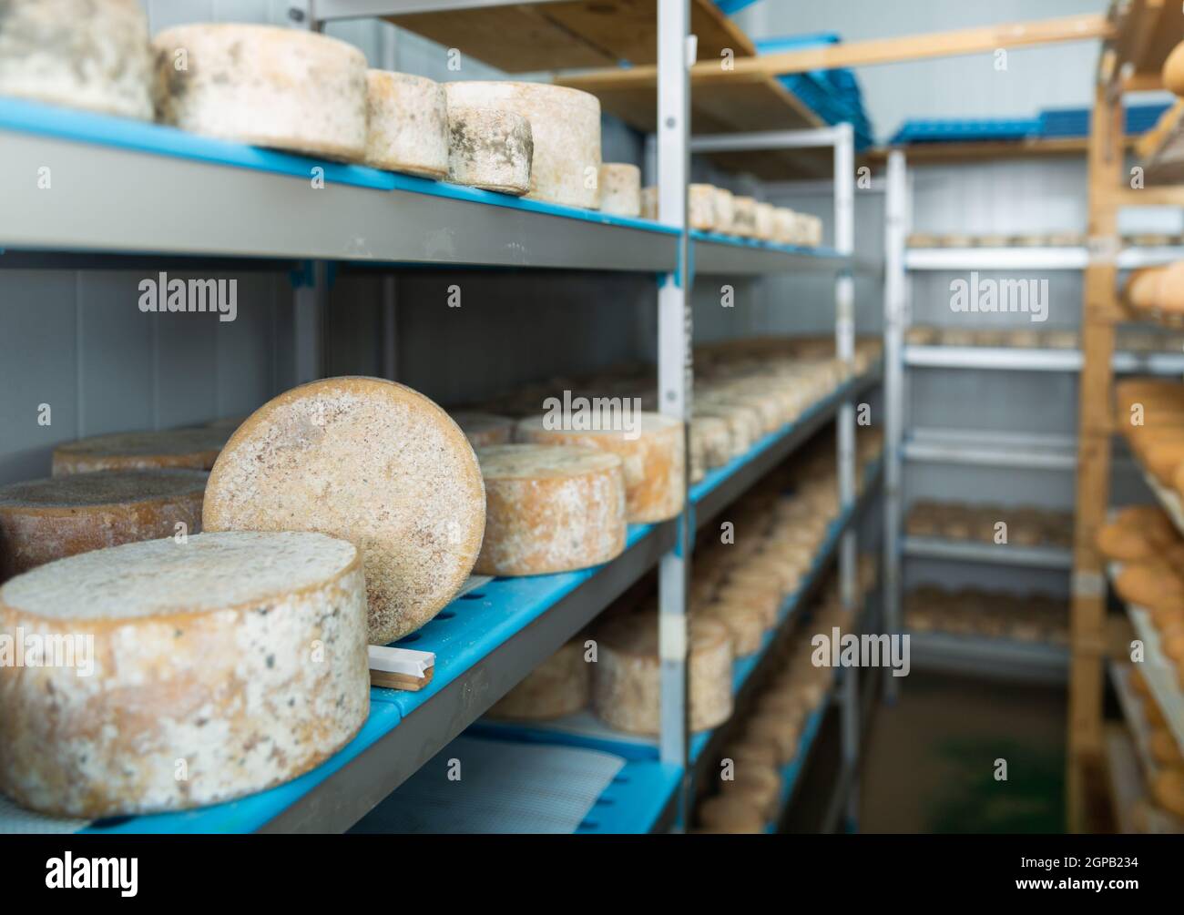 Shelf stands with heads of goat cheese in ripening chamber on cheese factory Stock Photo Alamy