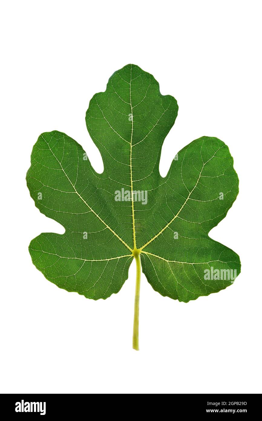 One fig leaf isolated on a white background. Clipping path. Stock Photo
