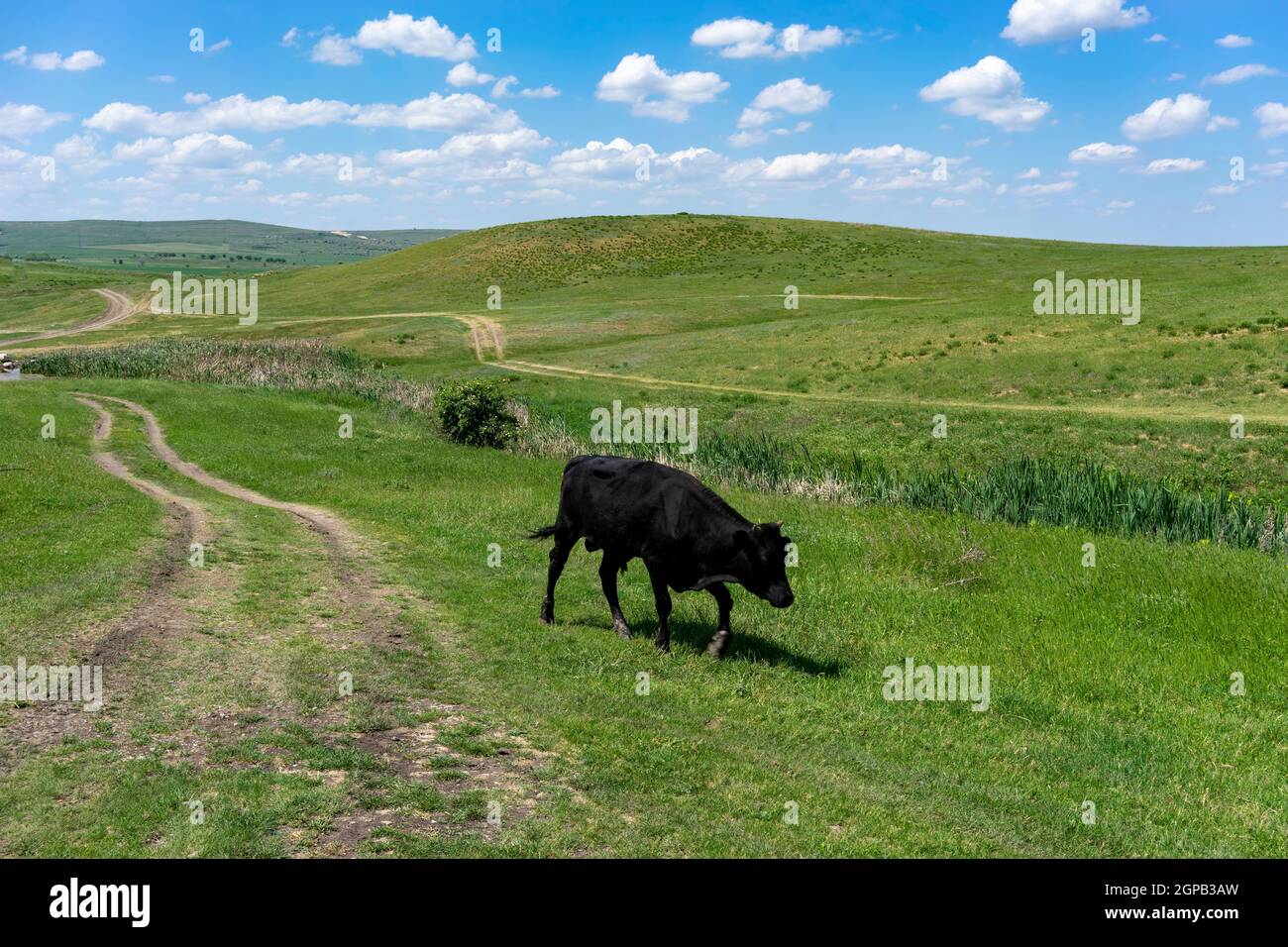 Black bull on the background of a landscape with green grass Stock ...