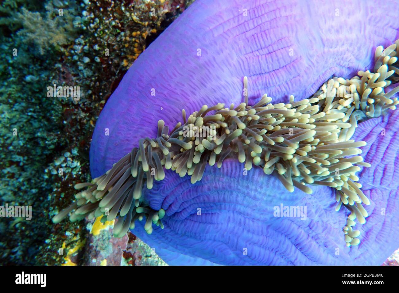 fast geschlossene Prachtanemone Heteractis magnifica, Indonesien, Nord-Molukken, Halmahera Stock Photo