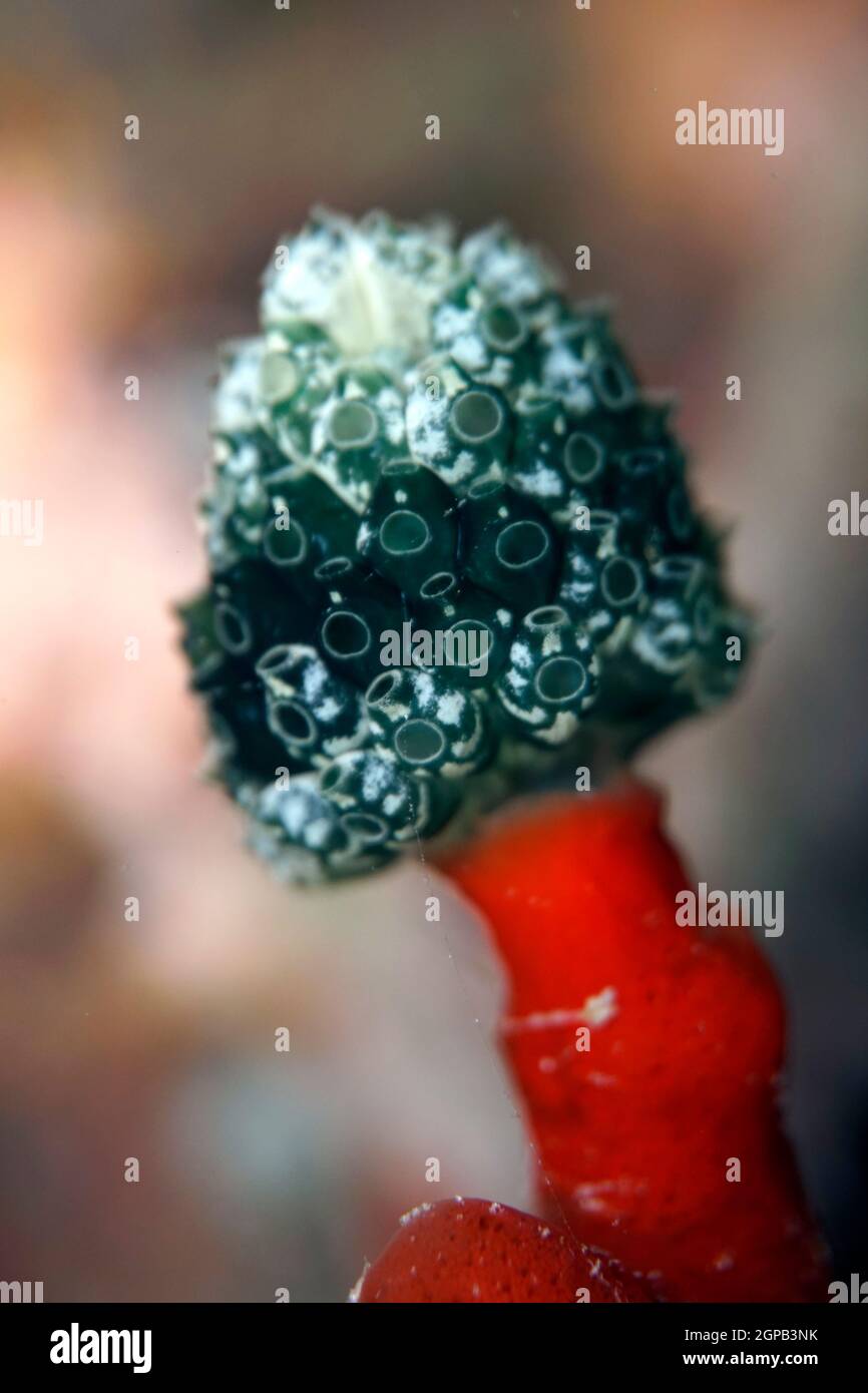 Nephtheis fascicularis -  Pilz-Seescheide, Lollipop Seescheide oder Blaue Palmen- Koralle, Indonesien, Nord-Molukken, Halmahera Stock Photo