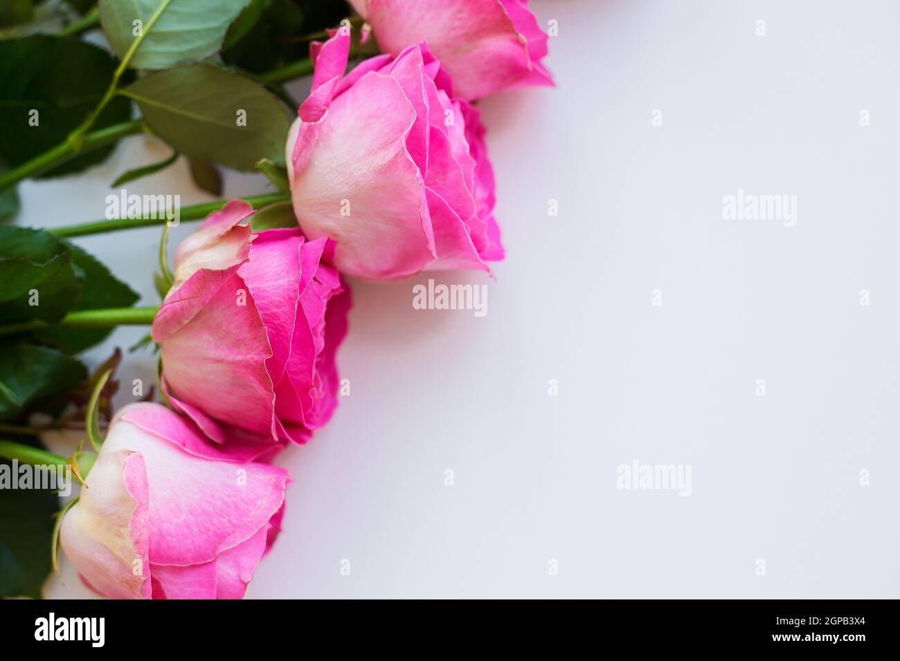 Pink roses lay in a row on a white table. Valentine background with copy space Stock Photo