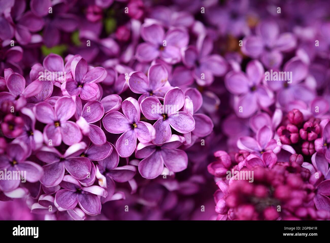 Dark purple common lilac blossom with beautiful flowers Stock Photo