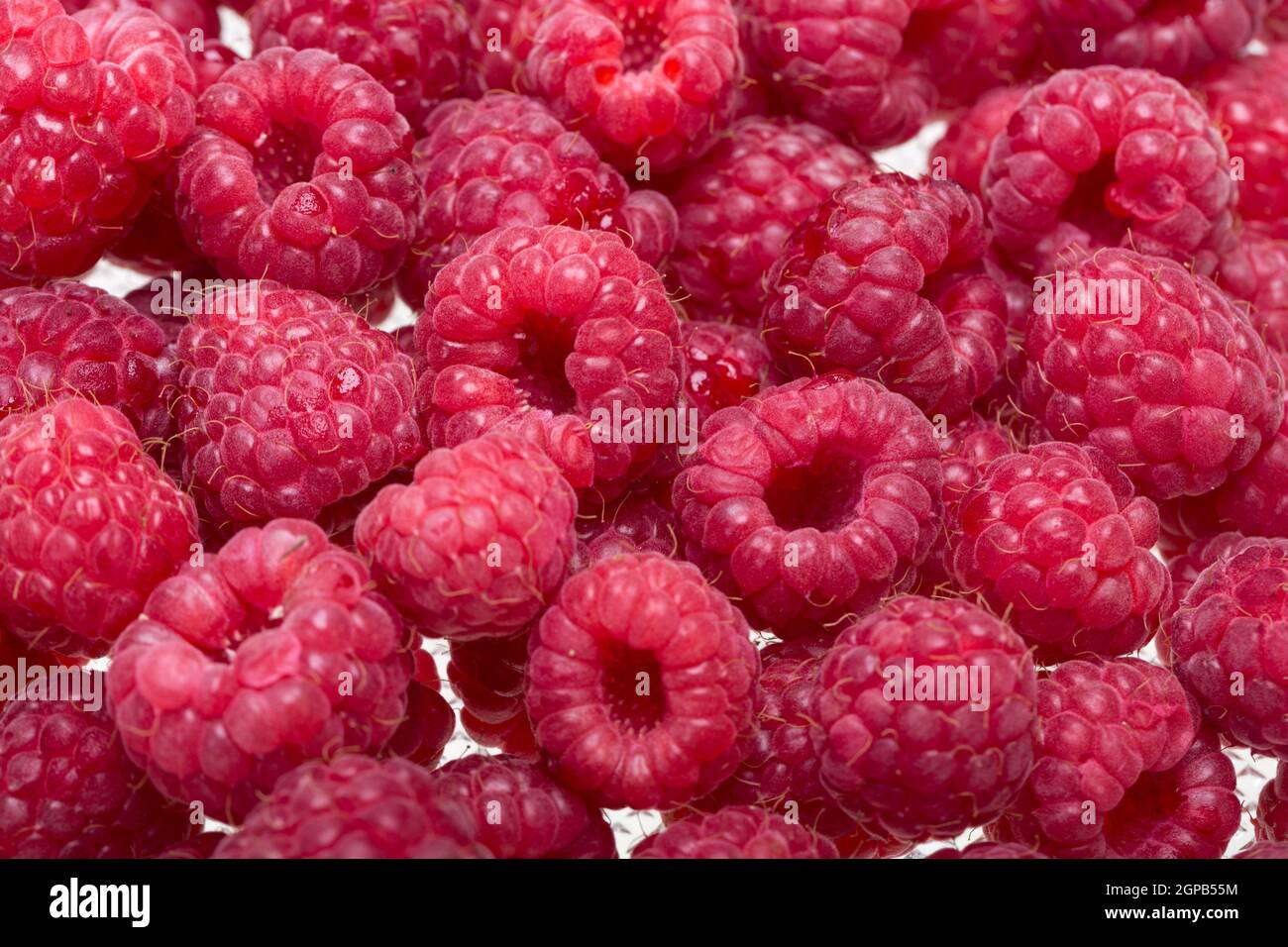 A beautiful selection of freshly picked ripe red raspberries Stock ...