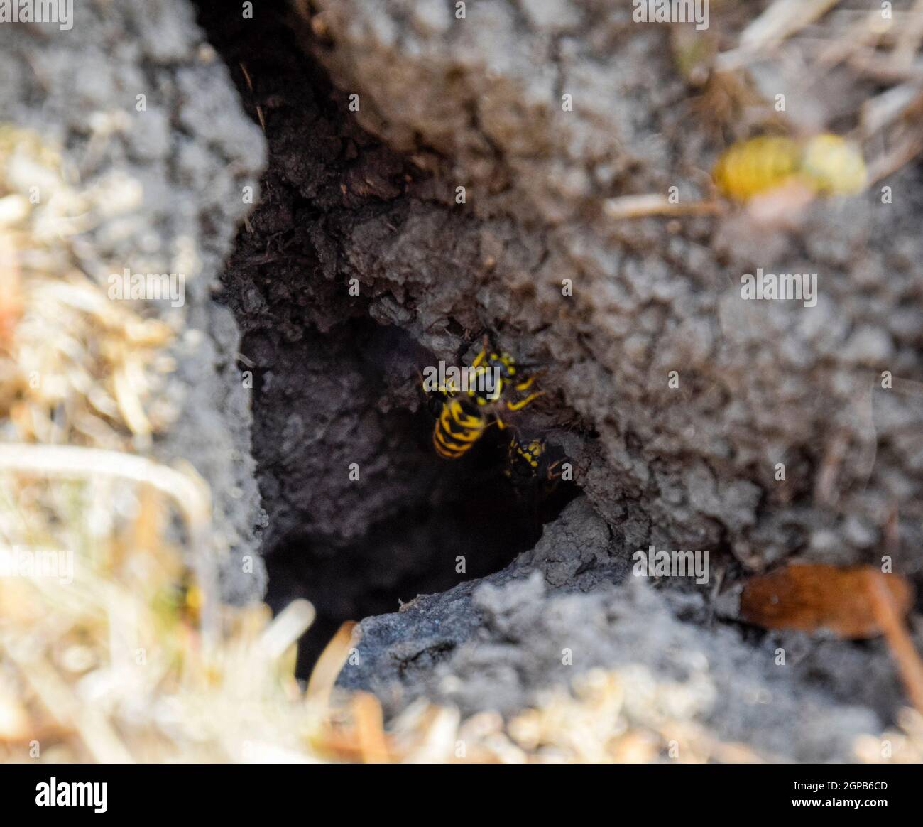 Vespula vulgaris. Wasps fly into their nest. Mink with an aspen nest