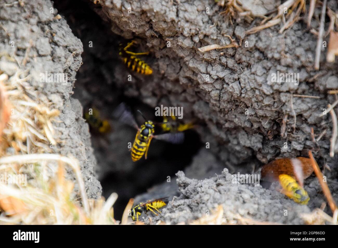 Vespula Vulgaris Wasps Fly Into Their Nest Mink With An Aspen Nest Underground Wasps Stock