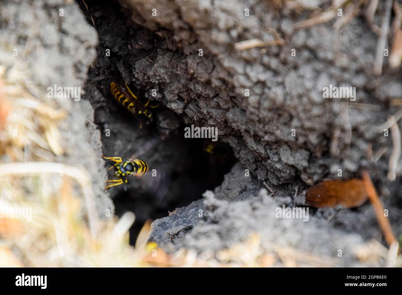 Vespula vulgaris. Wasps fly into their nest. Mink with an aspen nest