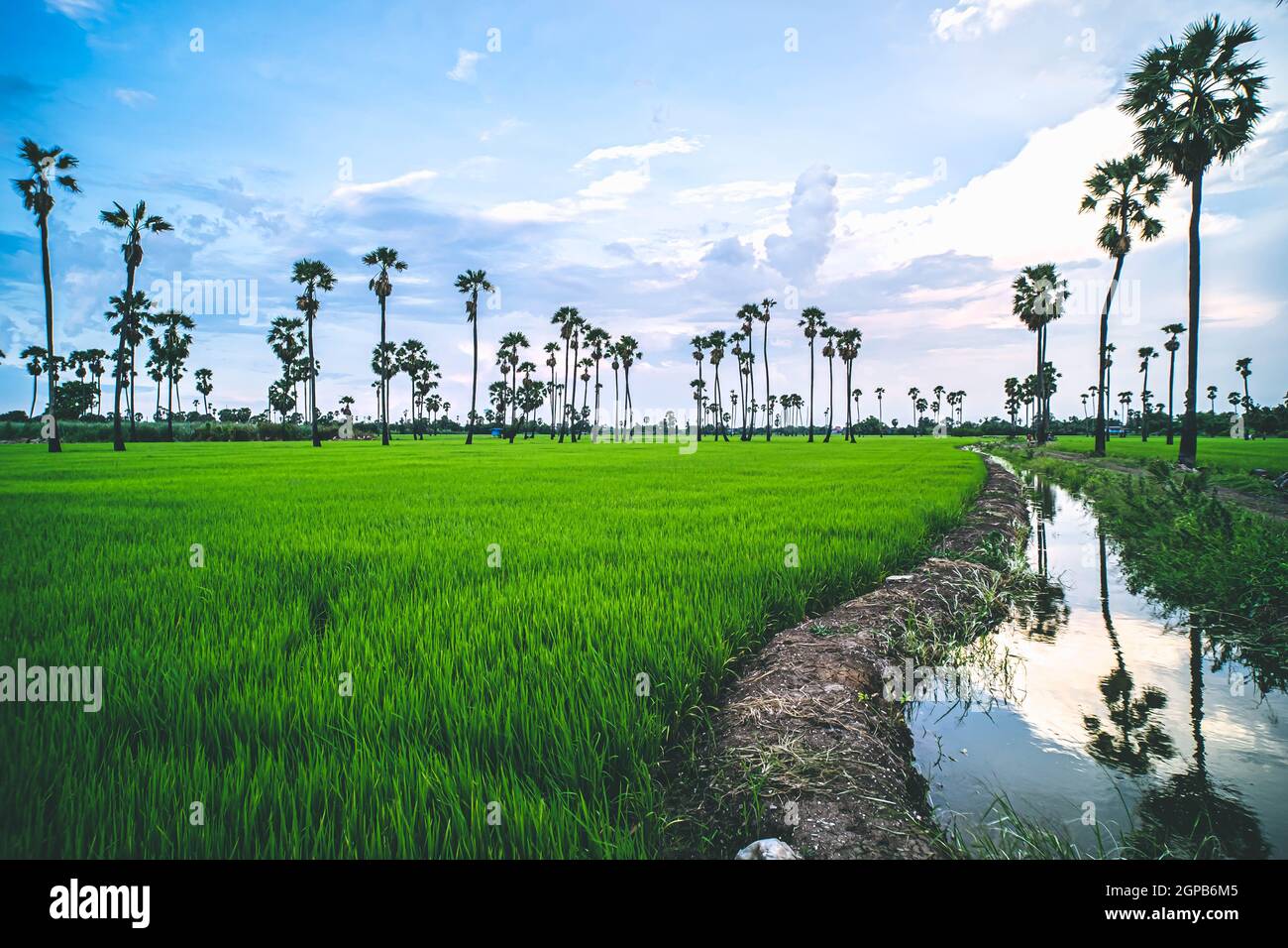Landscape under scenic colorful sky at sunset over rice field and sugar palm trees. Rice fields and palm trees at sunset in Pathum Thani, Thailand Stock Photo