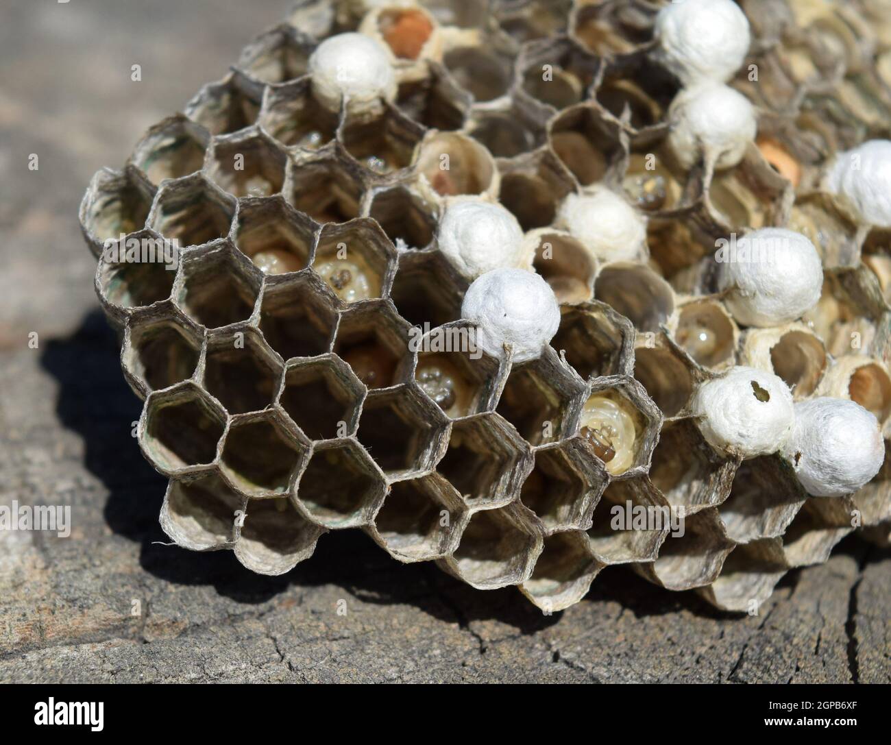 Wasp nest lying on a tree stump. Wasps polist. The nest of a family of ...