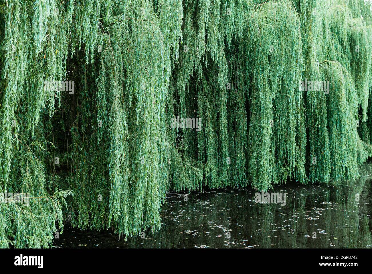 dense willow branches at lake Stock Photo Alamy
