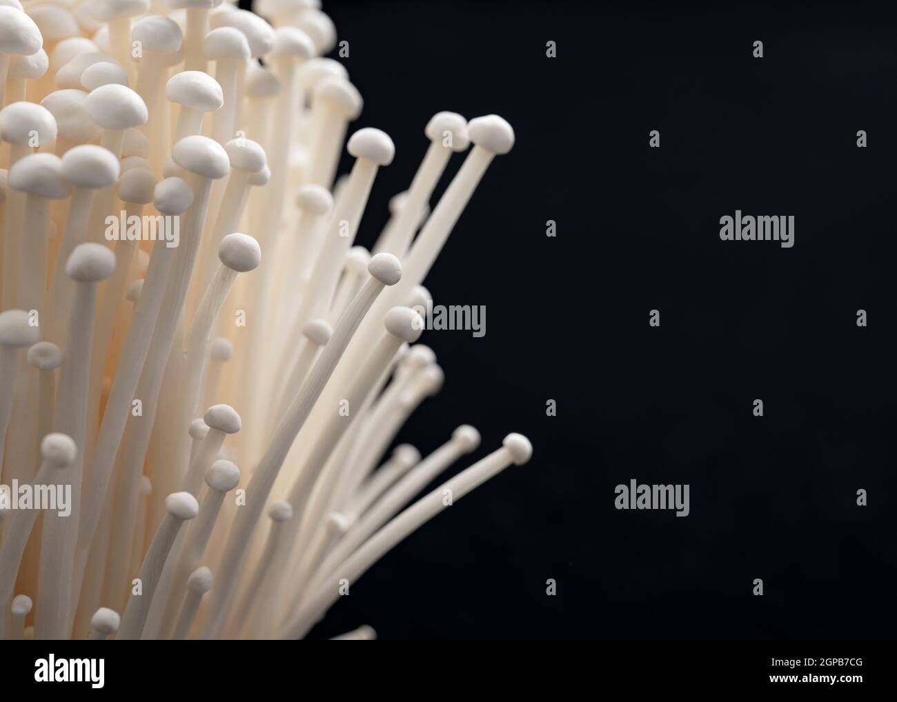 Closeup of Enoki mushrooms on a black background. Texture, image of