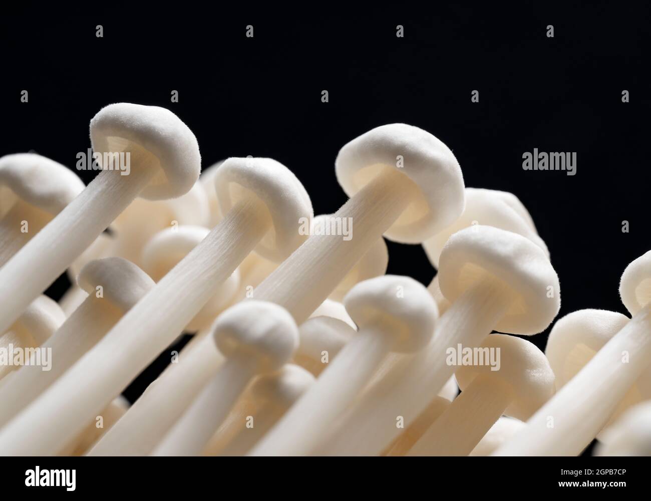 Closeup of Enoki mushrooms on a black background. Texture, image of