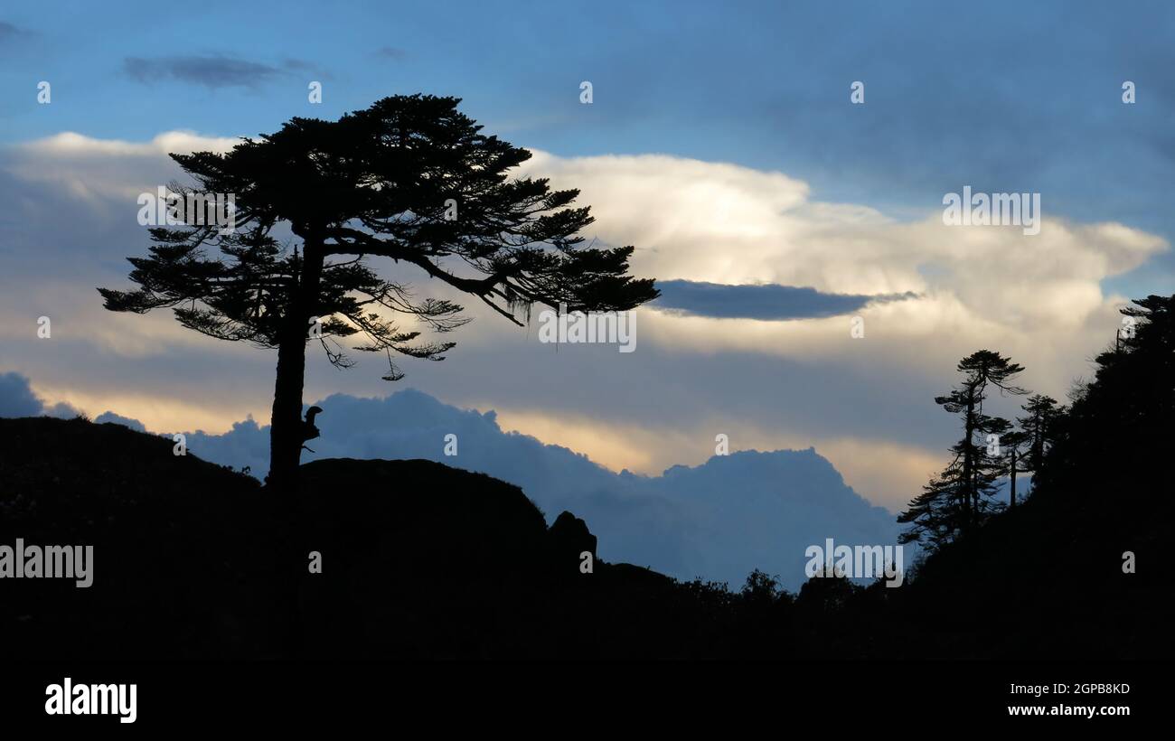 Tree growing in 3900m altitude Stock Photo Alamy
